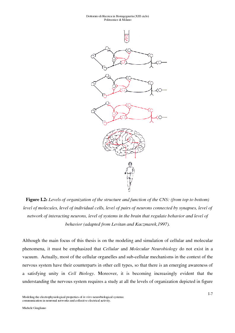 Anteprima della tesi: Modeling the electrophysiological properties of in vitro neurobiological systems: communication in neuronal networks and collective electrophysiological activity, Pagina 2