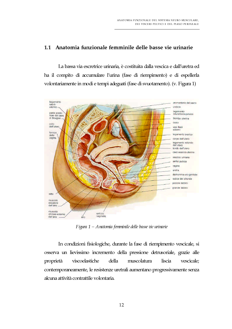 Anteprima della tesi: Ruolo dell'infermiere nella prevenzione e trattamento dell'incontinenza urinaria da sforzo nel post-partum - Studio prospettico sull'utilizzo degli esercizi di Kegel per il pavimento pelvico, Pagina 12