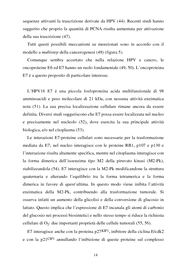 Anteprima della tesi: Cancro della cervice uterina ed espressione dell'oncoproteina HPV16 e7, Pagina 14