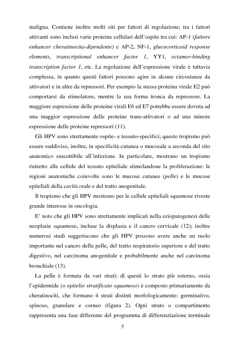 Anteprima della tesi: Cancro della cervice uterina ed espressione dell'oncoproteina HPV16 e7, Pagina 5