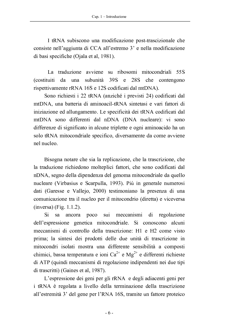Anteprima della tesi: Trascrizione del DNA mitocondriale nell'invecchiamento, Pagina 10