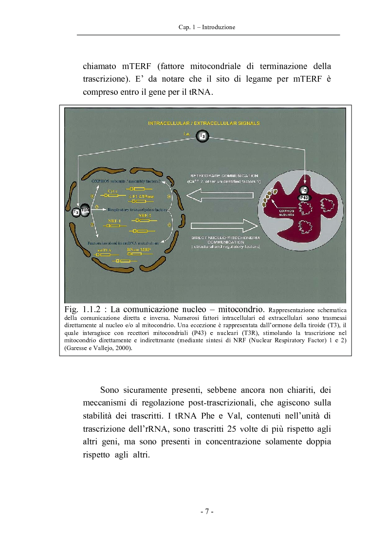 Anteprima della tesi: Trascrizione del DNA mitocondriale nell'invecchiamento, Pagina 11