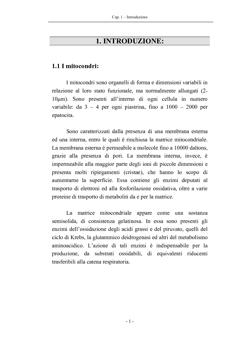 Anteprima della tesi: Trascrizione del DNA mitocondriale nell'invecchiamento, Pagina 5