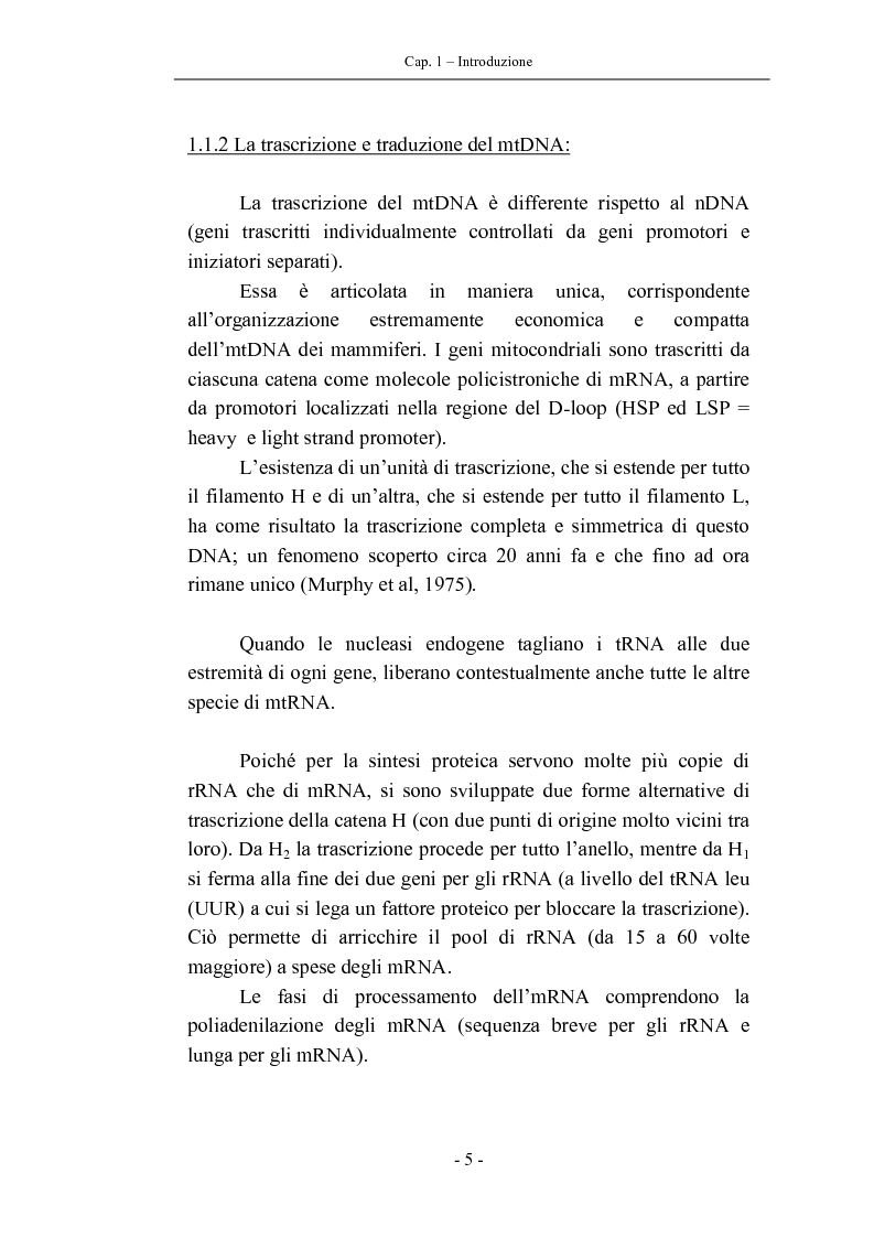 Anteprima della tesi: Trascrizione del DNA mitocondriale nell'invecchiamento, Pagina 9