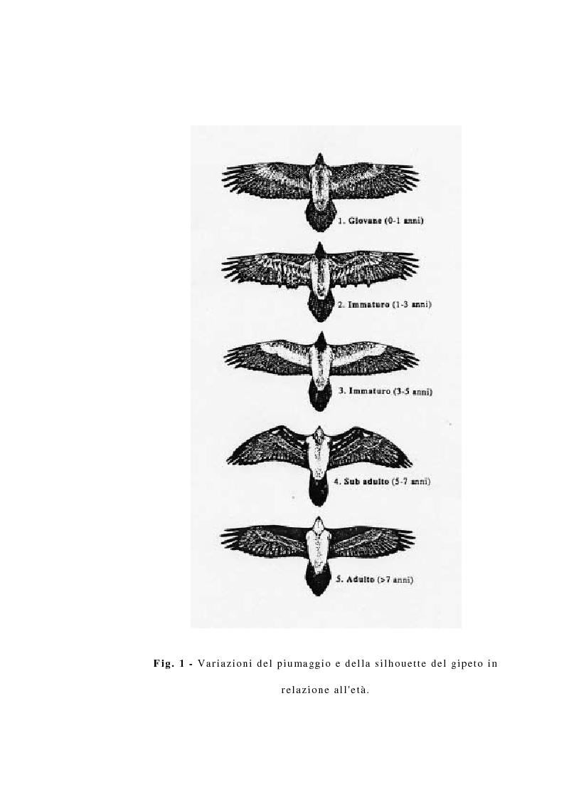 Anteprima della tesi: La reintroduzione del gipeto (Gypaetus Barbatus) sulle Alpi. Analisi del comportamento al nido e dopo l'involo, Pagina 6