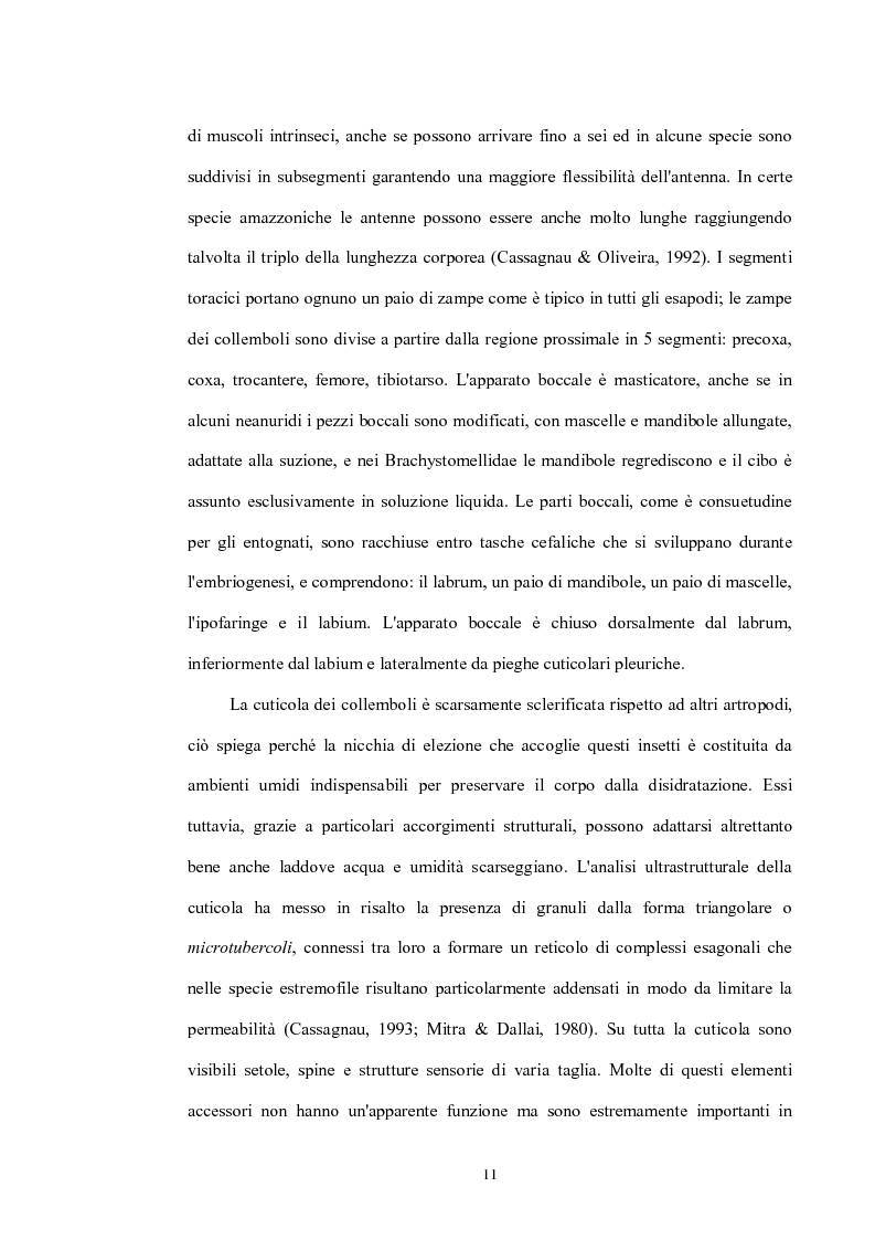 Anteprima della tesi: Variabilità e differenziazione genetica nella specie antartica Gomphiocephalus hodgsoni (Hexapoda, Collembola, Hypogastruridae), Pagina 8