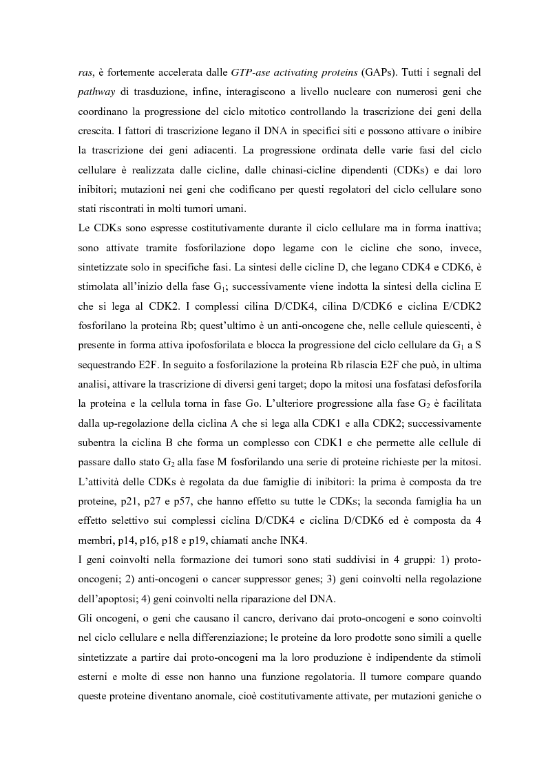 Anteprima della tesi: Parziale caratterizzazione del gene men1 nel gatto, Pagina 4