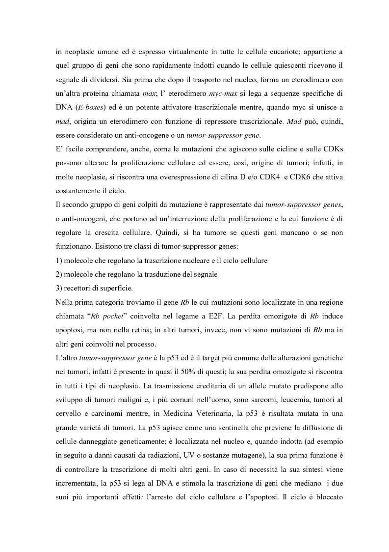 Anteprima della tesi: Parziale caratterizzazione del gene men1 nel gatto, Pagina 6