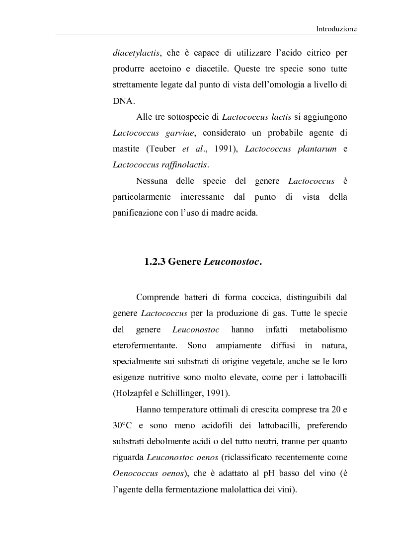 Anteprima della tesi: Selezione di fermenti lattici autoctoni per la panificazione, Pagina 14