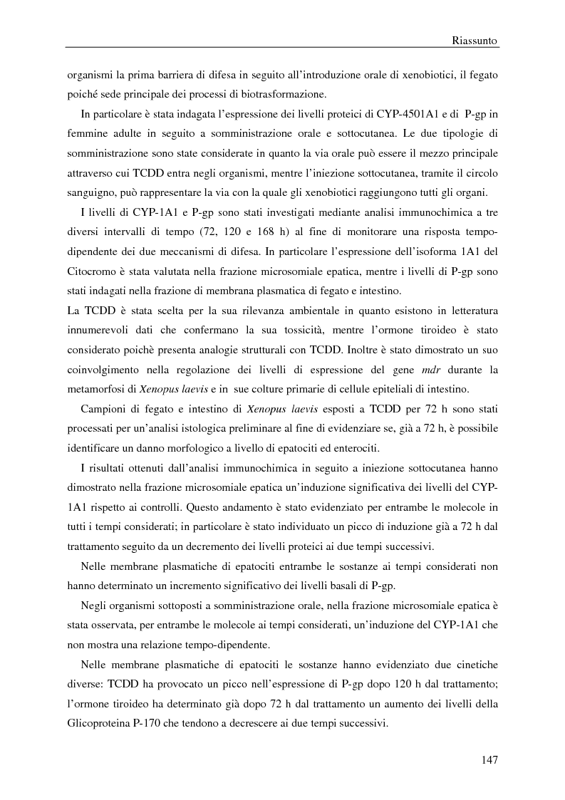 Anteprima della tesi: P-Glicoproteina e Citocromo P-450 in fegato e intestino di Xenopus laevis: modulazione dell'espressione da parte di TCDD e ormone tiroideo in seguito a somministrazione orale e sottocutanea, Pagina 2