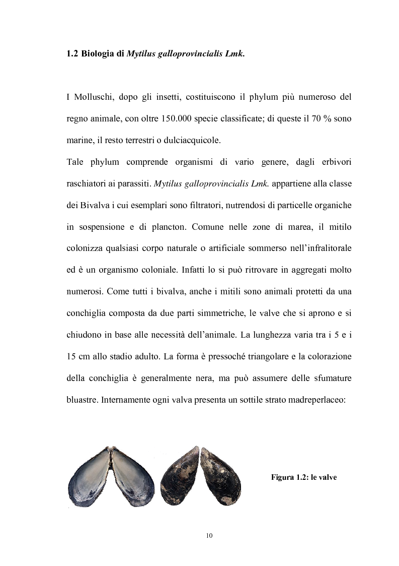 Anteprima della tesi: Effetto in vitro dei metalli pesanti piombo e mercurio sull'attività dell'enzima fosfolipasi C nelle branchie e nel mantello del mollusco marino Mytilus galloprovincialis Lmk, Pagina 10