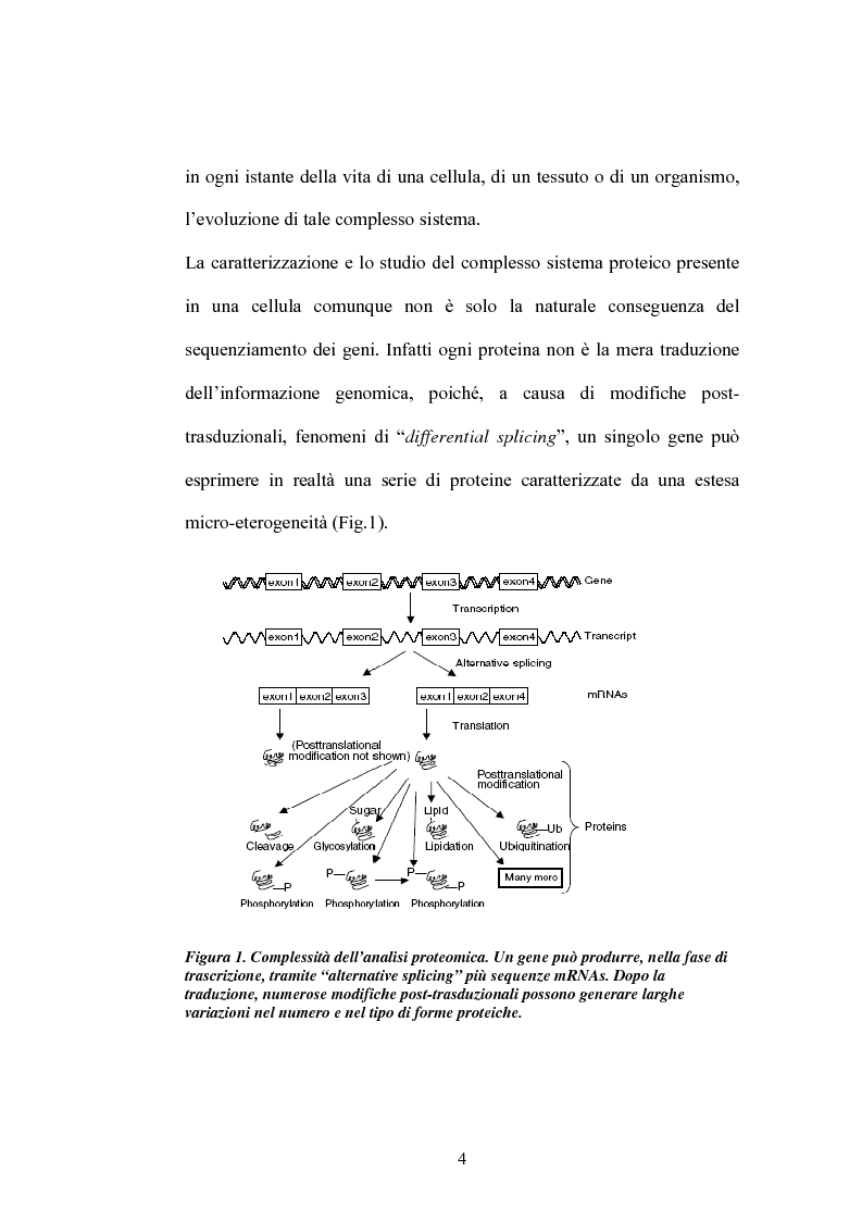 Anteprima della tesi: Studi di proteomica sulla cultivar di grano duro Simeto, Pagina 2