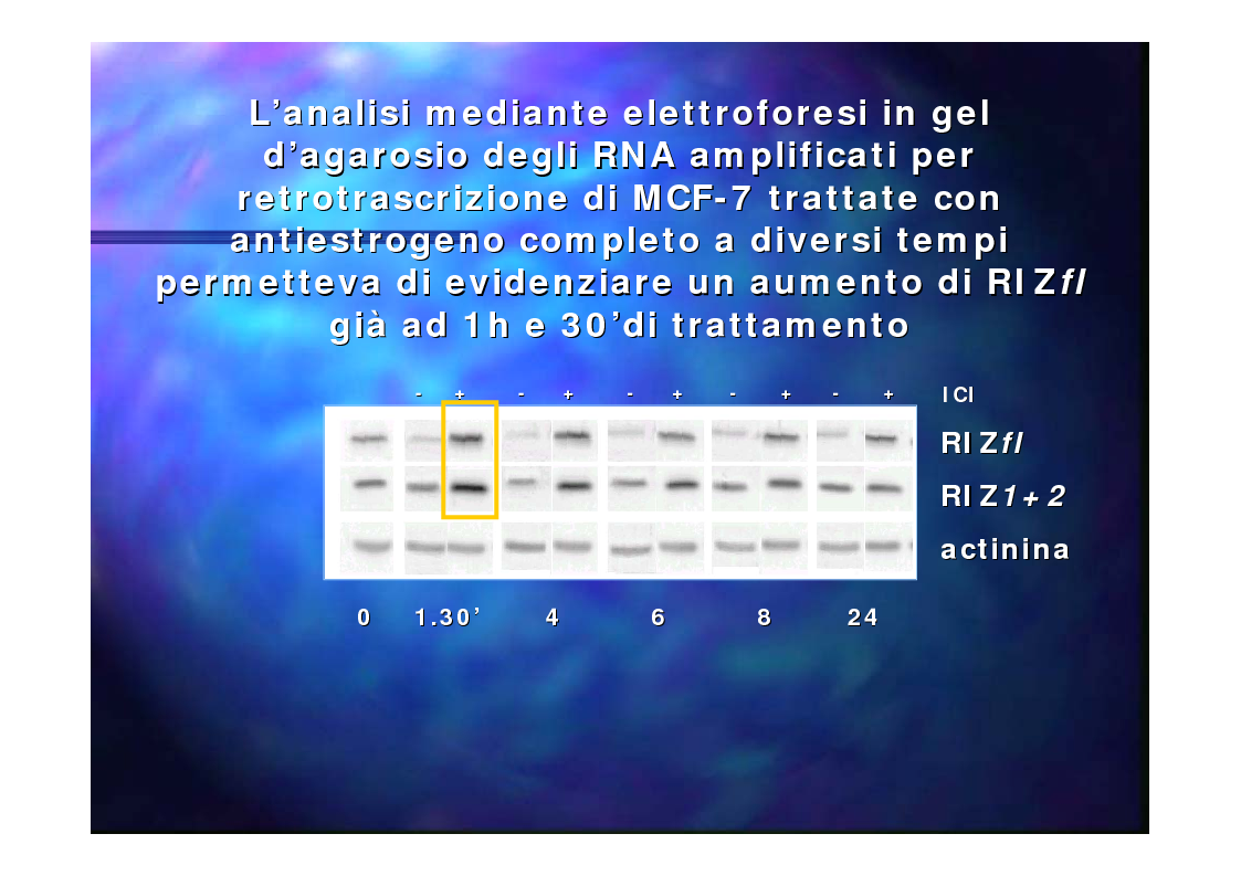 Anteprima della tesi: Prodotti del gene RIZ/PRDM2 nella proliferazione cellulare e differenziamento in vitro, Pagina 6