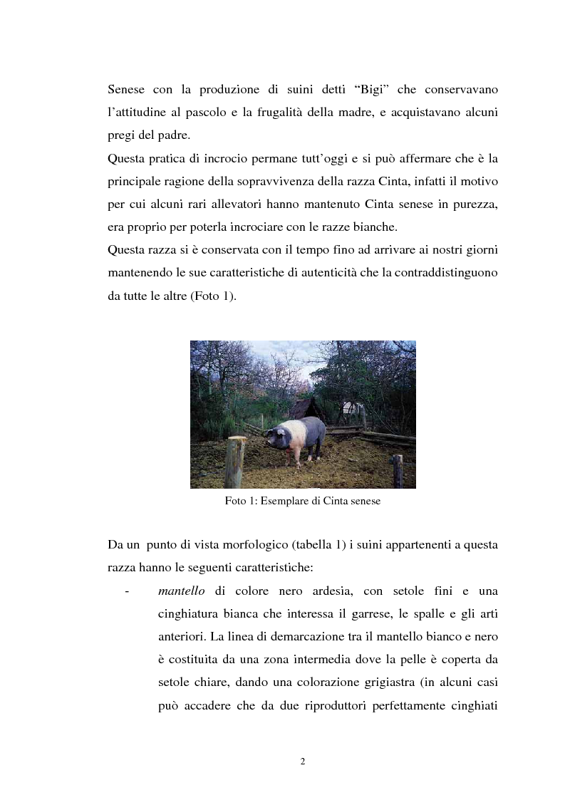 Anteprima della tesi: Come il diverso livello proteico della dieta influenza le caratteristiche chimico fisiche della carne suina in animali cinta senese, Pagina 2