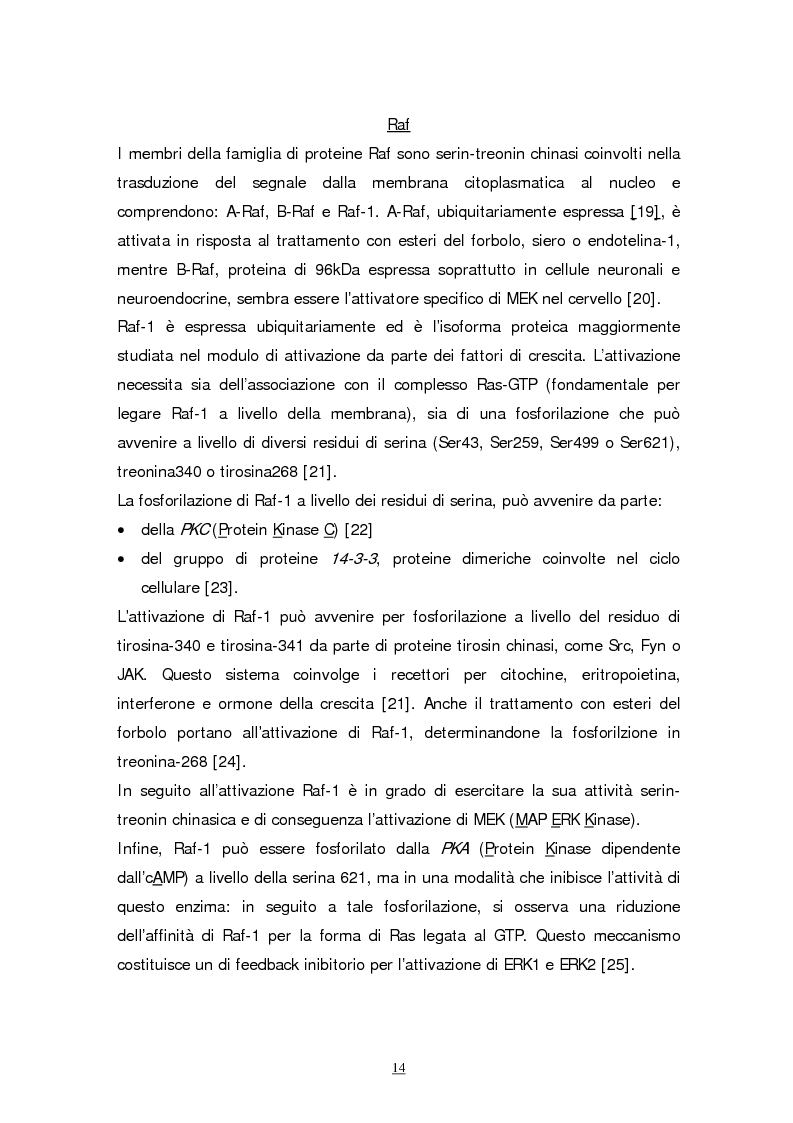Anteprima della tesi: Meccanismi molecolari coinvolti nel differenziamento neuronale indotto da Acido retinoico nella linea cellulare di neuroblastoma umano SH-SY5Y, Pagina 11