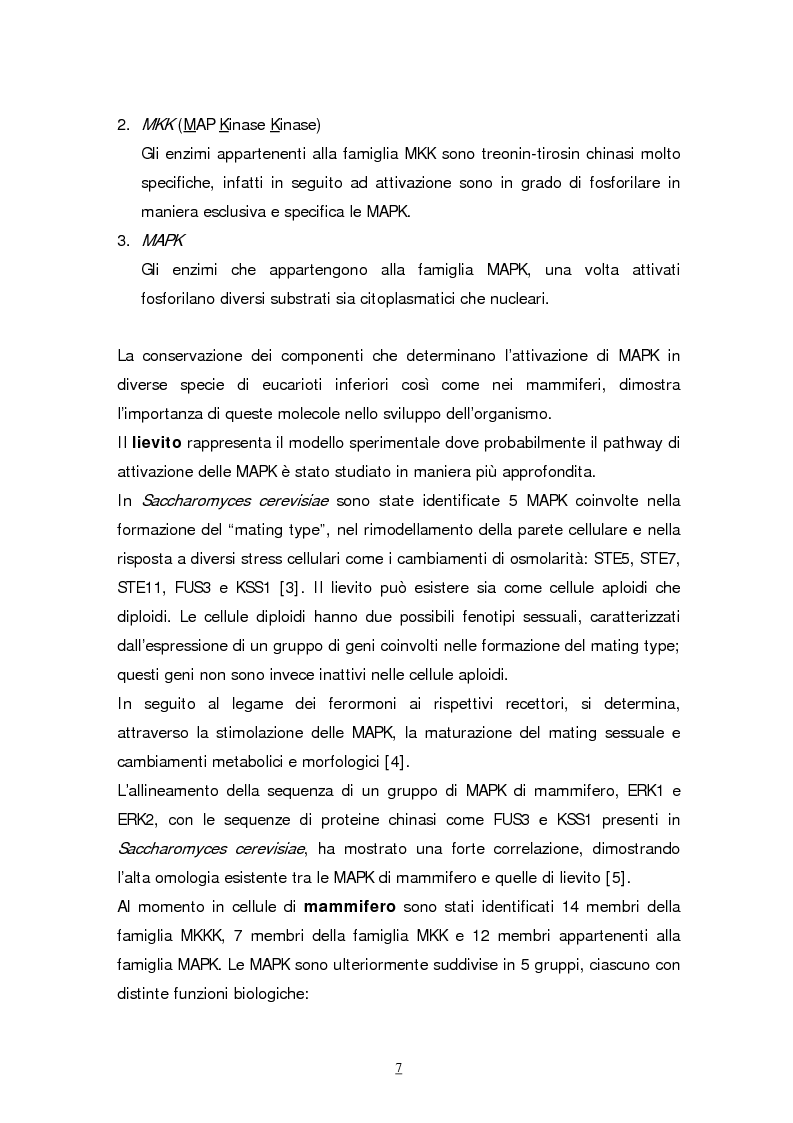 Anteprima della tesi: Meccanismi molecolari coinvolti nel differenziamento neuronale indotto da Acido retinoico nella linea cellulare di neuroblastoma umano SH-SY5Y, Pagina 4