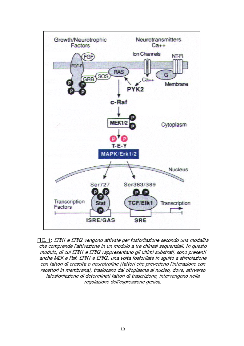 Anteprima della tesi: Meccanismi molecolari coinvolti nel differenziamento neuronale indotto da Acido retinoico nella linea cellulare di neuroblastoma umano SH-SY5Y, Pagina 7