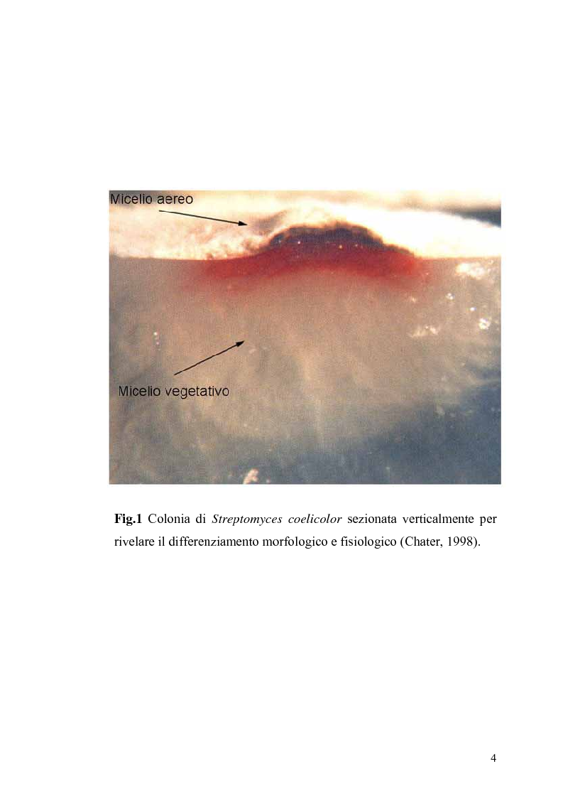 Anteprima della tesi: Complementazione della mutazione hisBp di Streptomyces coelicolor A3(2), Pagina 2