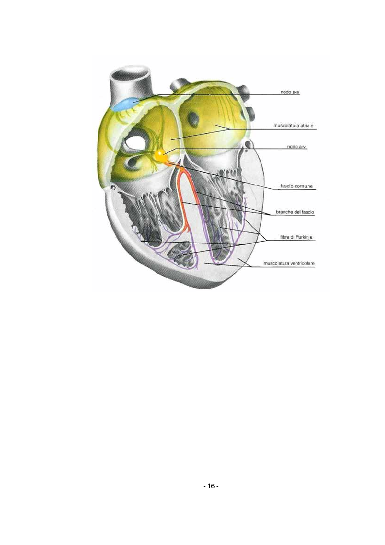 Anteprima della tesi: L'infermiere nella gestione dell'arresto cardiocircolatorio e nella successiva diagnostica cardiovascolare ambulatoriale, Pagina 12
