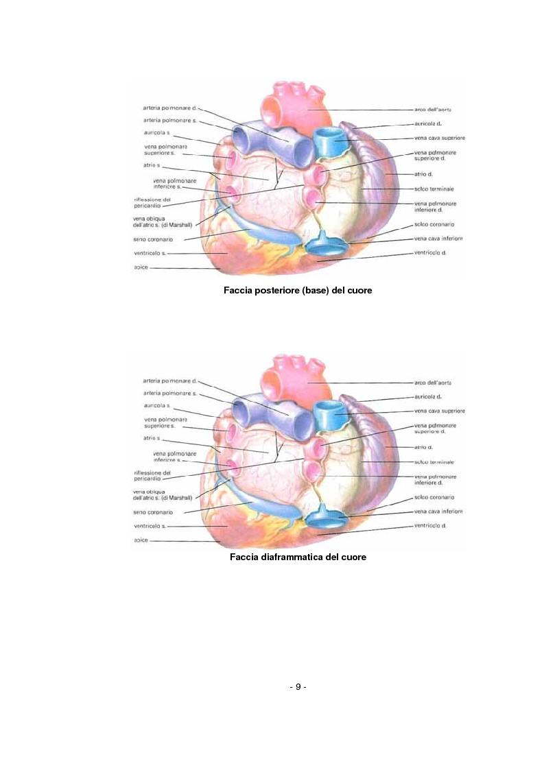 Anteprima della tesi: L'infermiere nella gestione dell'arresto cardiocircolatorio e nella successiva diagnostica cardiovascolare ambulatoriale, Pagina 5