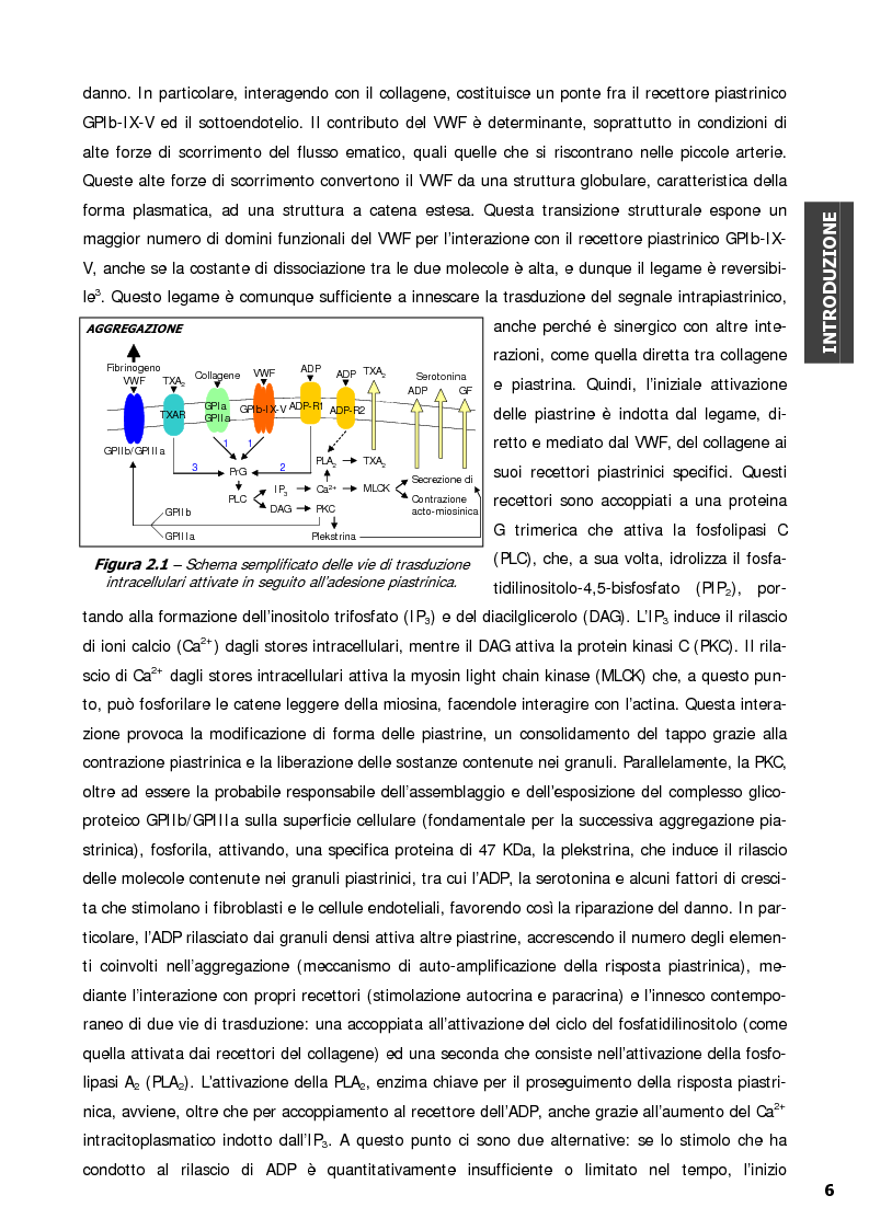 Anteprima della tesi: Malattia di von Willebrand: Espressione in vitro di varianti molecolari di tipo 2B e valutazione della interazione con la glicoproteina Ib, recettore piastrinico specifico del fattore di von Willebrand, Pagina 6