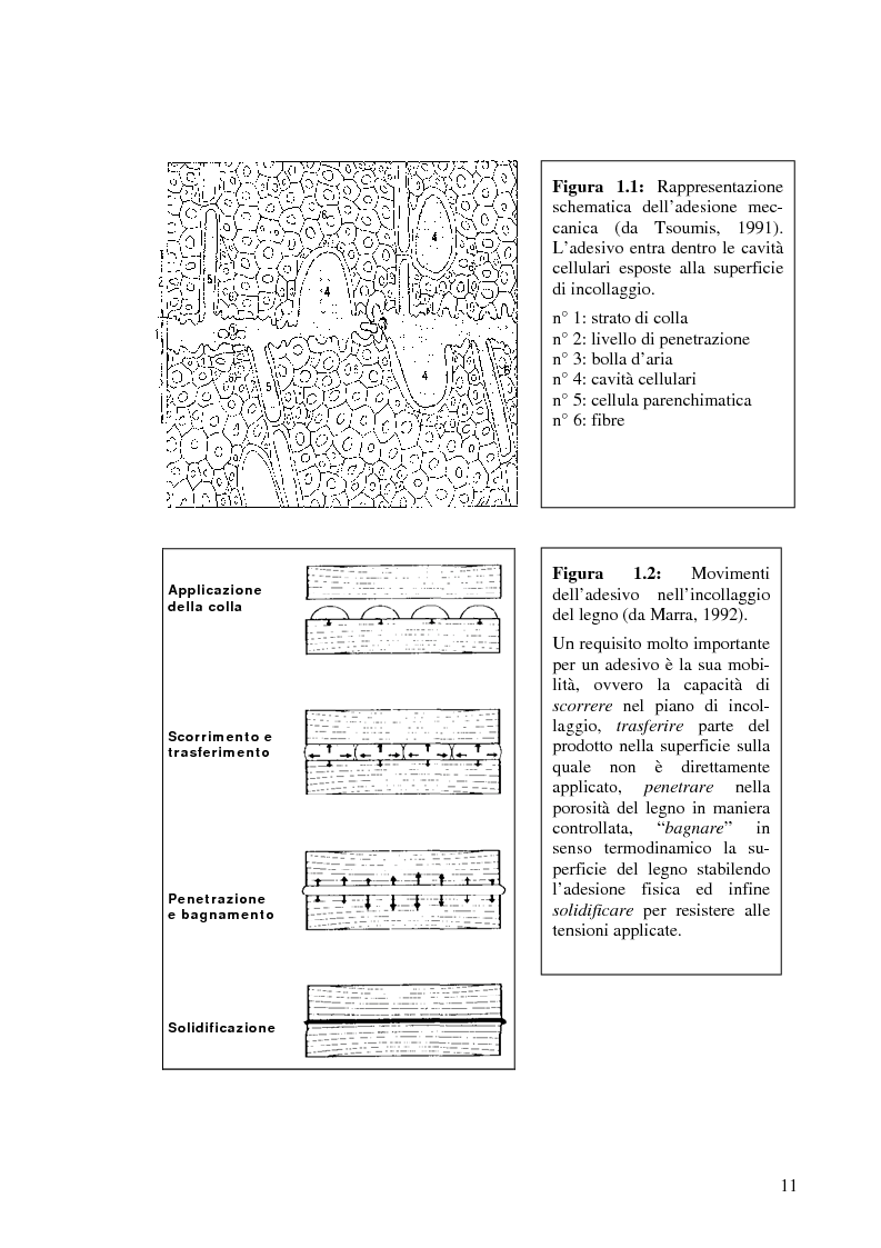 Anteprima della tesi: Prove di incollaggio per legno lamellare di Robinia Pseudoacacia L. destinato all'impiego in ambiente esterno, Pagina 11