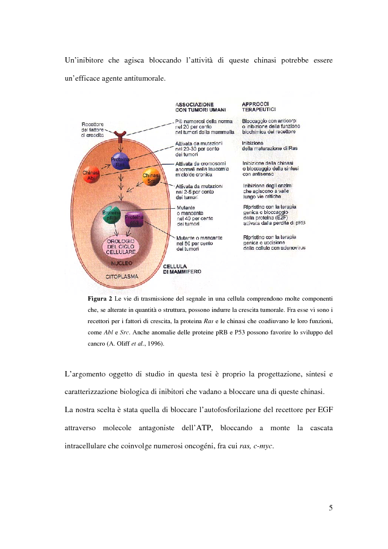 Anteprima della tesi: Effetto di tirfostine sulla fosforilazione in vitro del recettore per EGF, Pagina 5